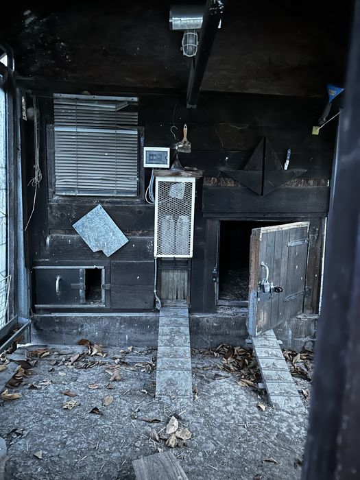 Курятник в зборі