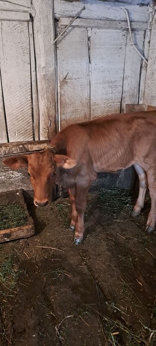 Продам теличку двохмісячну
