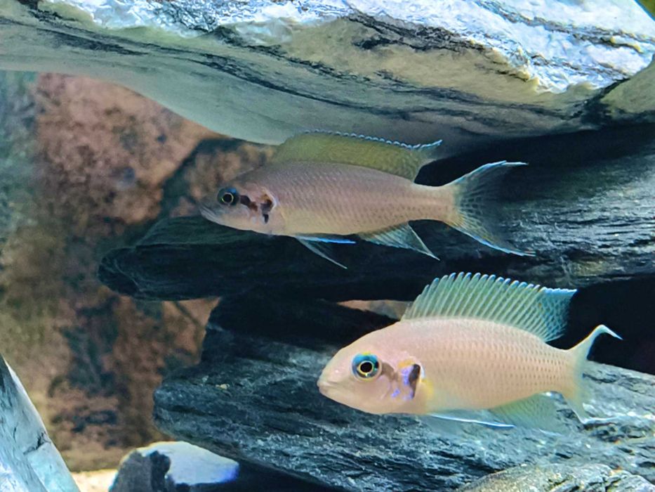 Księżniczka Burundi