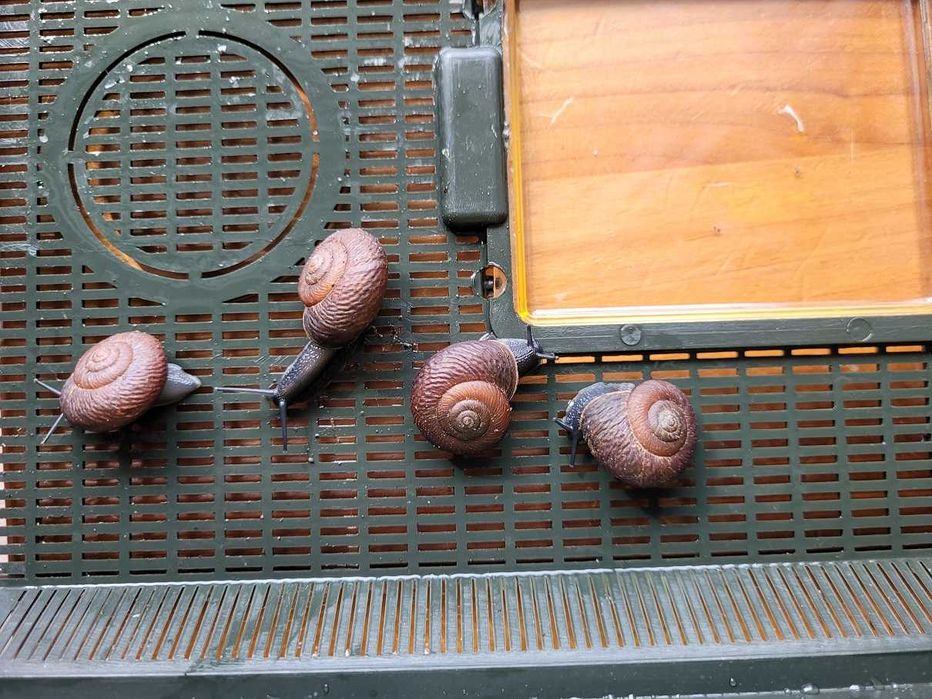 Leptaxis (undata) groviana F1_ślimak z Madery