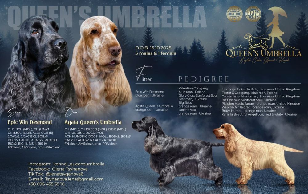 Кокер спаніель англійській