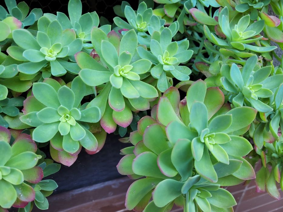 Orginalna  roślina .Sedum palmeri.