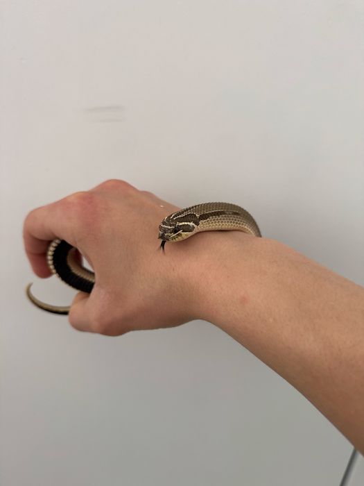 Heterodon zachodni Superconda | Samica 80g | Okazja!