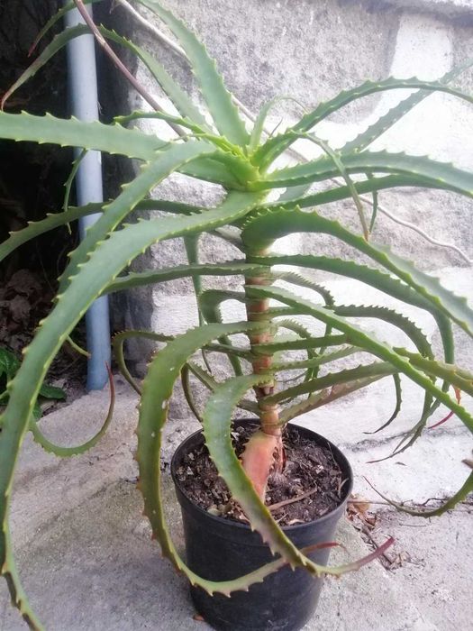 Aloe Vera e Aloe Arborescens - planta em vaso