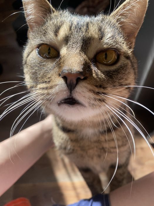 Віддам котика в добрі руки