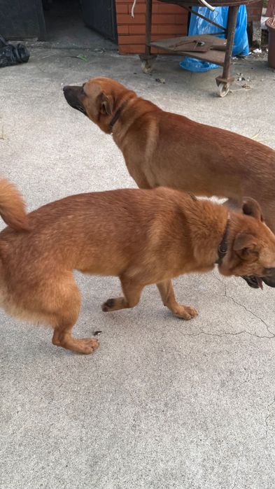 Cães de Guarda para adoção