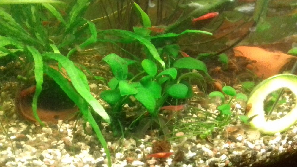 krewetka red cherry sakura