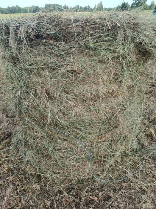 Sprzedam siano rzeżuchę.