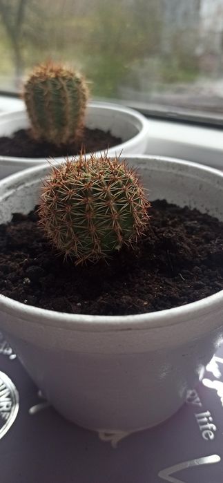 Кактус "Ехінопсис" (дітки)