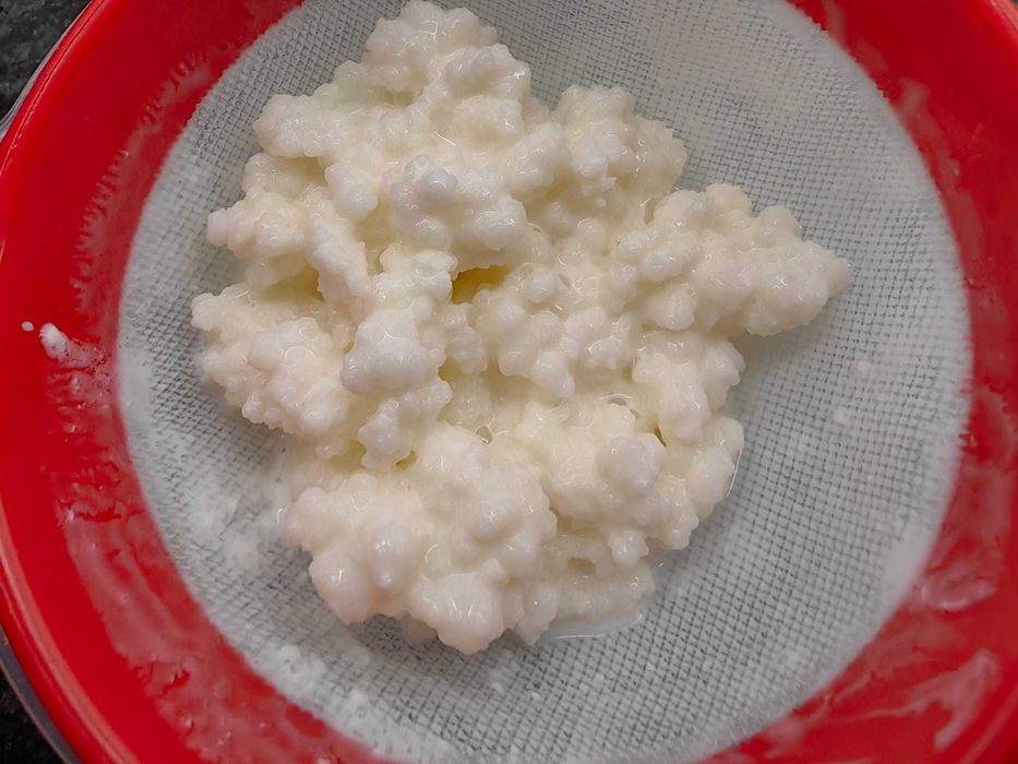 Grãos de Kefir Ativos – 8€ já c/ Portes incluídos + E-book Fevereiro