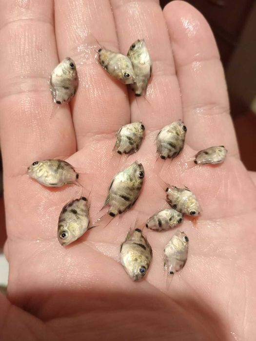 Сапфіровий попугай