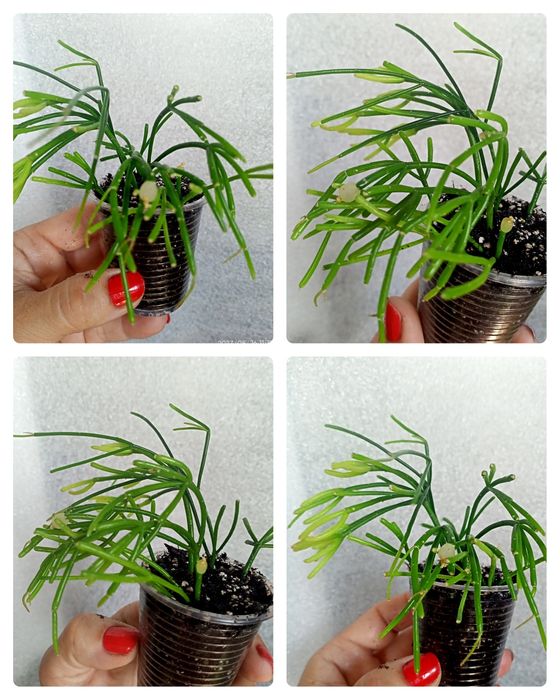 Рипсалис Cassutha .