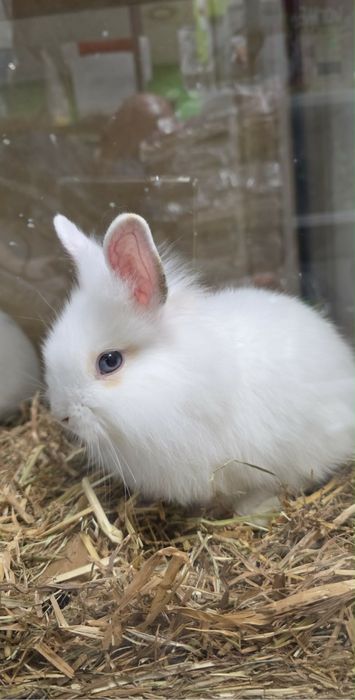 Królik miniaturka sklep zoologiczny w Sędziszowie Małopolskim