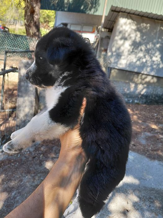 Doa-se filhotes de cachorro.