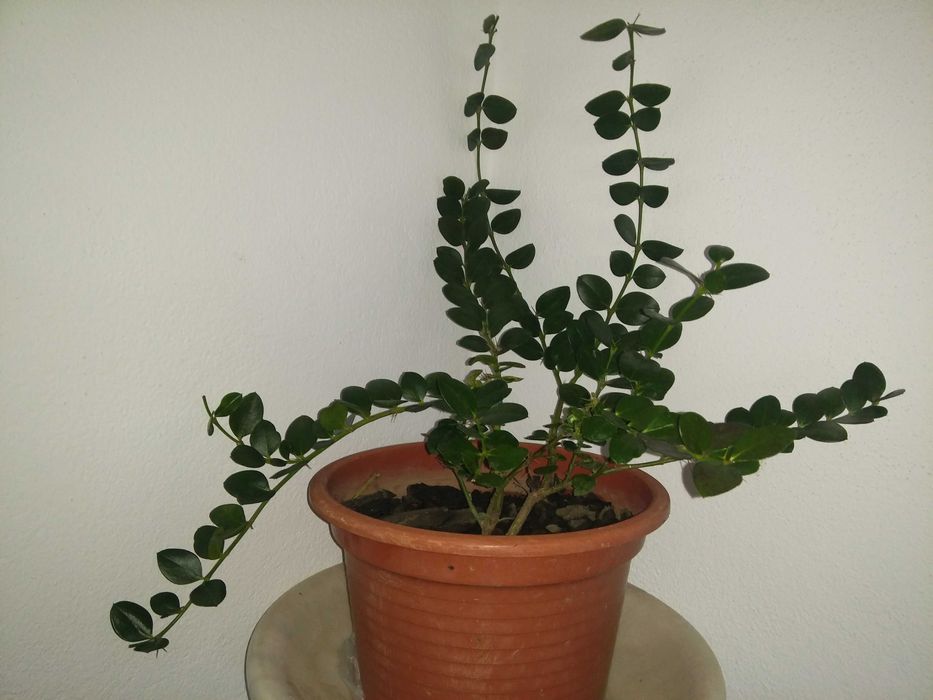 Ameixoeira de Natal Rastejanda  10€