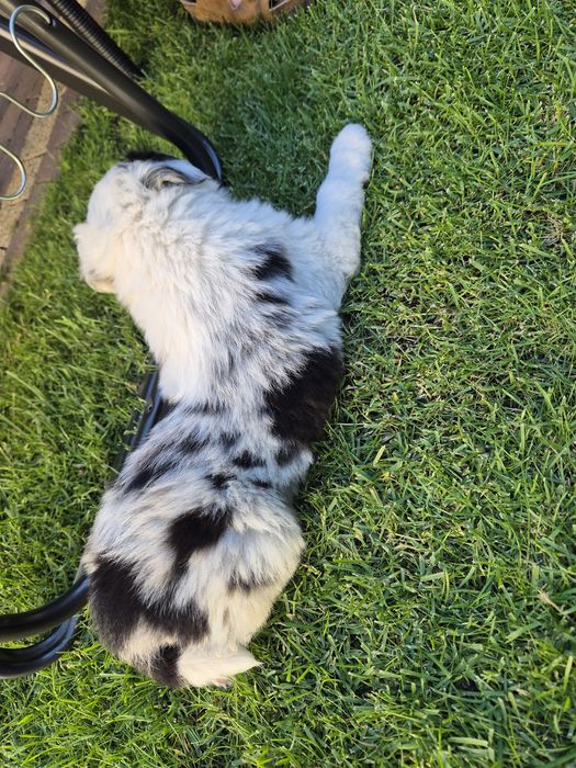 Piesek Border Collie