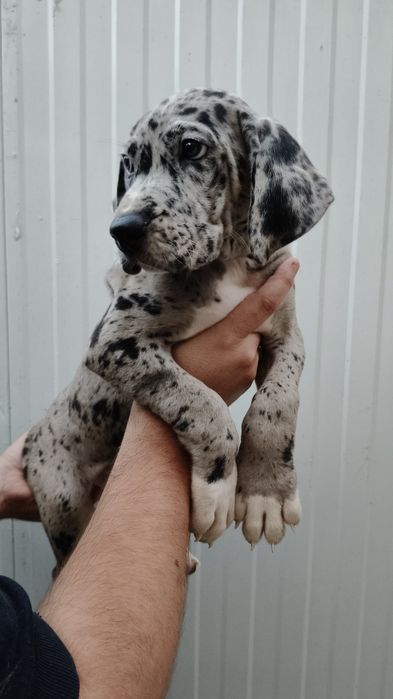 Dogue Alemão Merle e preto