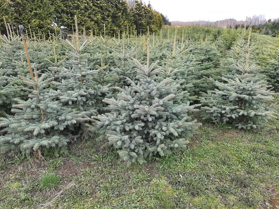 świerk kłujący NIE Pospolity 200cm