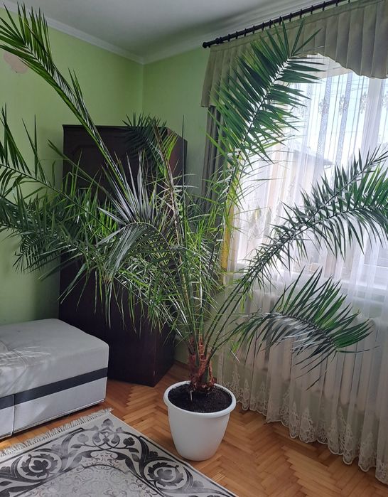 Вазон фінікова пальма