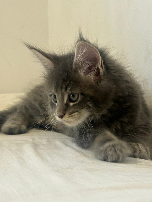 Gatinho  Maine Coon