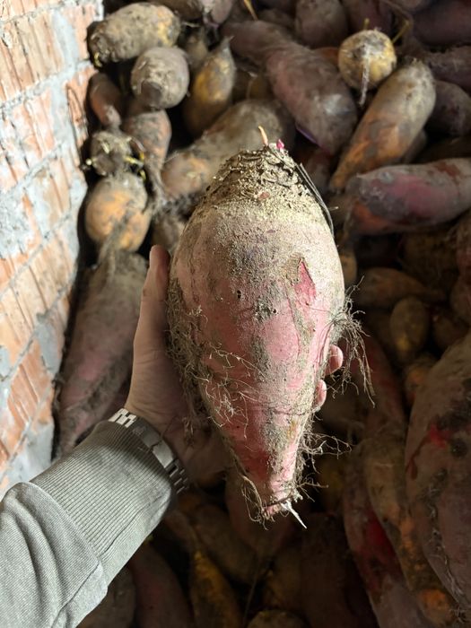 Продам кормовий буряк