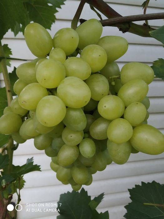Продам саженцы винограда и чубуки