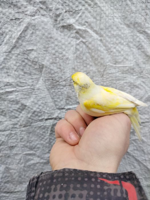 Kanarki 2025 młodzież