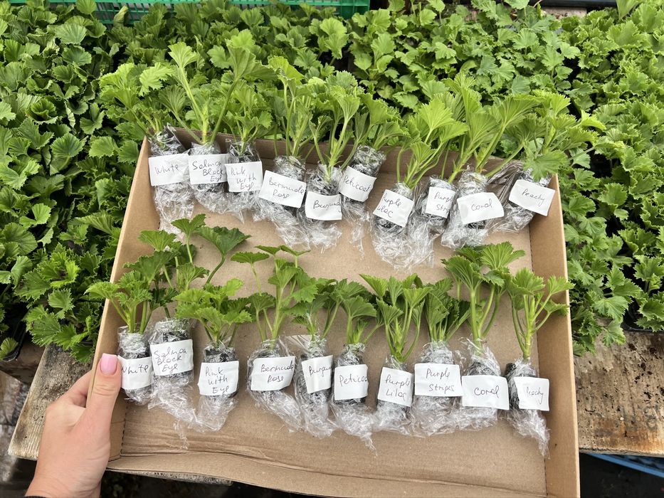 Королівські пеларгонії касетні живці в торфотаблетках