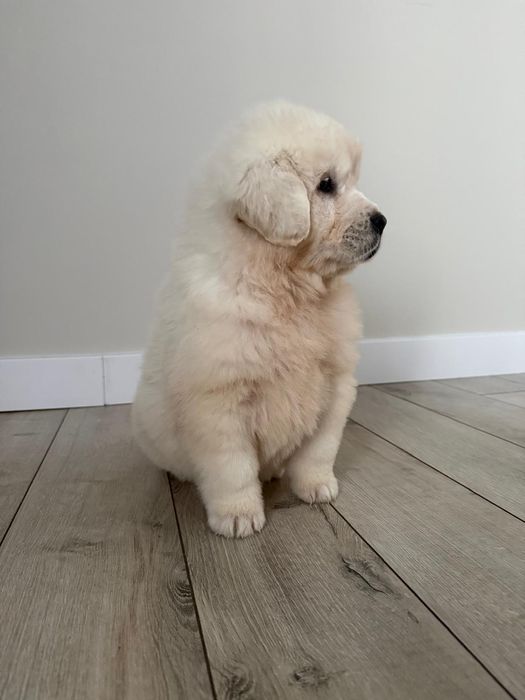 Owczarek podhalański