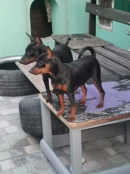 Цуценята цвергпінчера