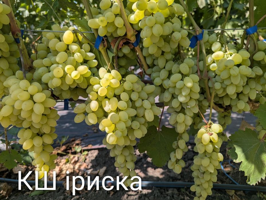 стиглий та солодкий виноград