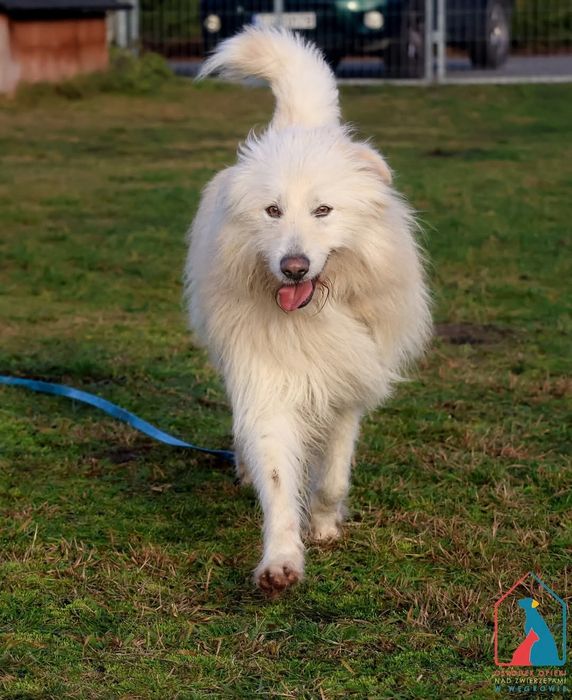 Malvin 257/24 - SZUKA DOMU!