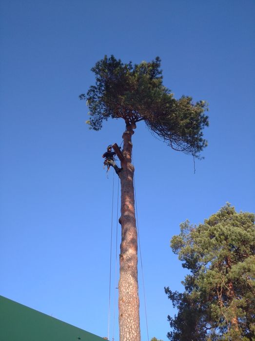 Зрізання аварійних дерев