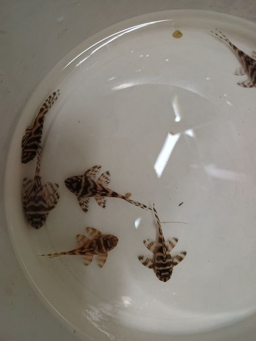 ZBROJNIK Hypancistrus sp. (L236) premium