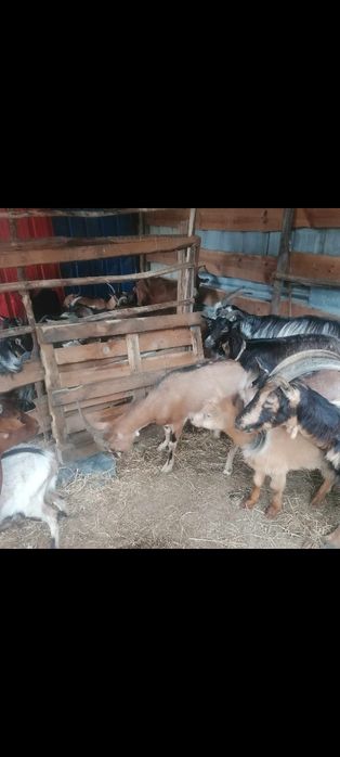 Cabras das grandes e anãs para venda