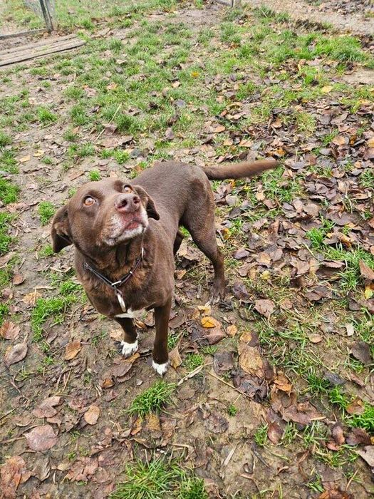 Oddam za darmo, do adopcji- Czekoladowy  Lambi szuka domu