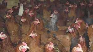 Kury Nioski Kolorowe ROSA MESSA ASTRA LEGHORN z wolnego-wybiegu