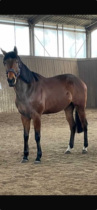 Wałach 6 lat/polski paszport