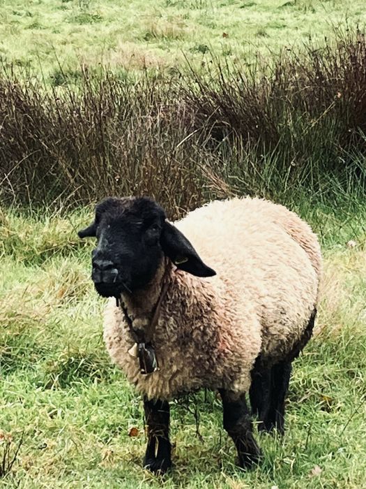 Ovelha sulfock ……..