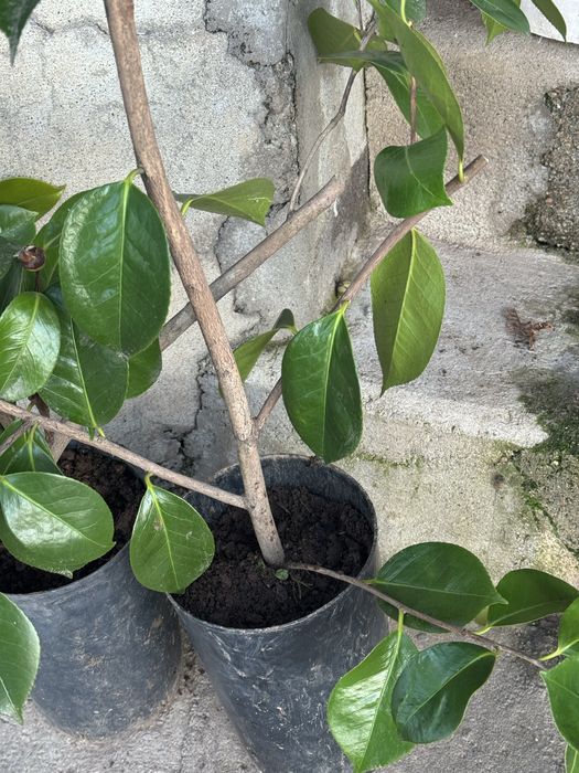 Camélias (Flor branca)