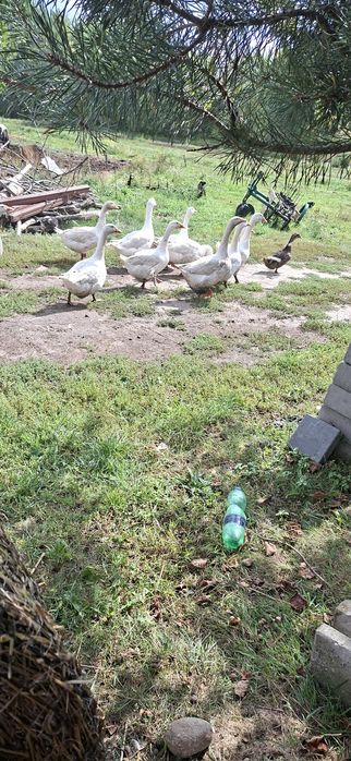 Gęsi owsiane swojskie