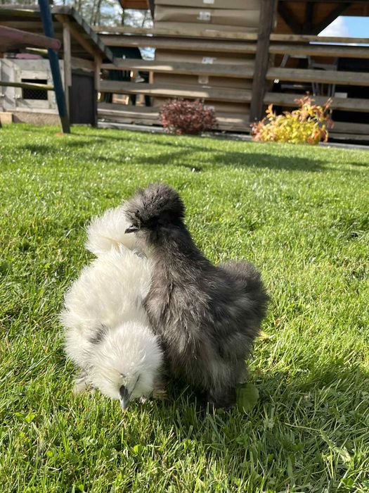 Kury Silki Bialoczuby