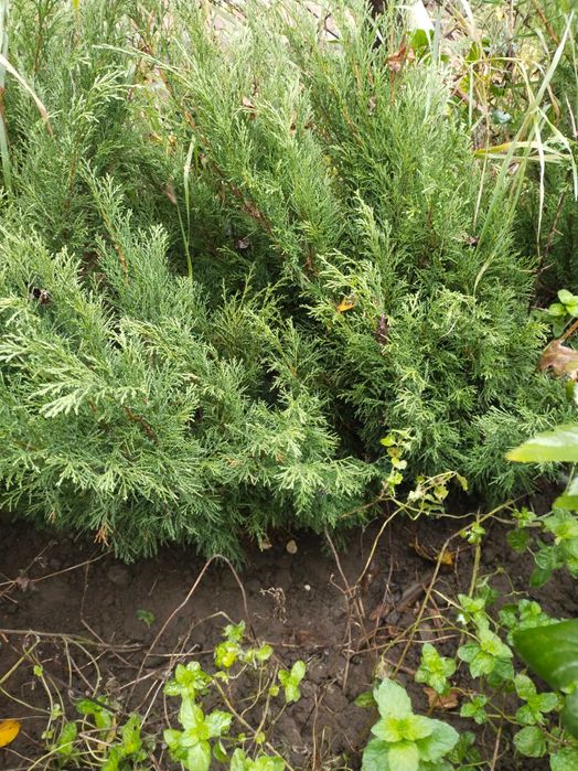 Туї низькорослі дешево