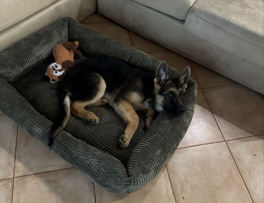 Produçao Camas novas para Animais