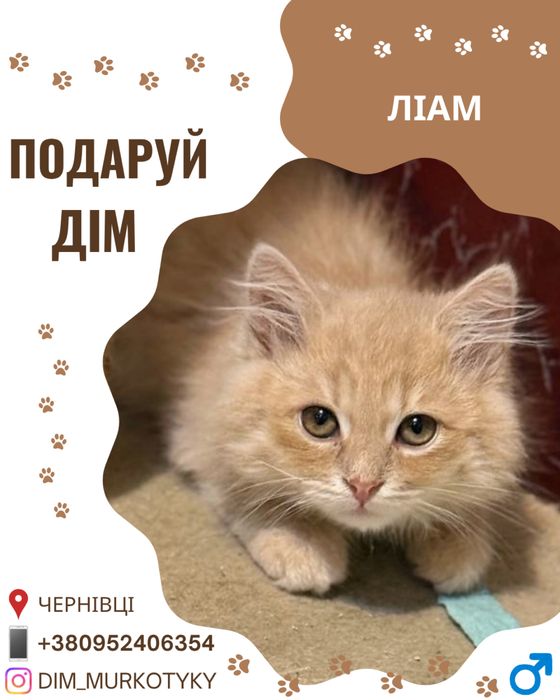 Кошеня Ліам шукає сімʼю