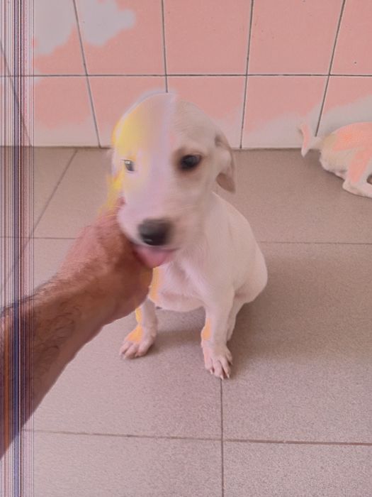 3 Cachorros para adoção responsavel...urgente