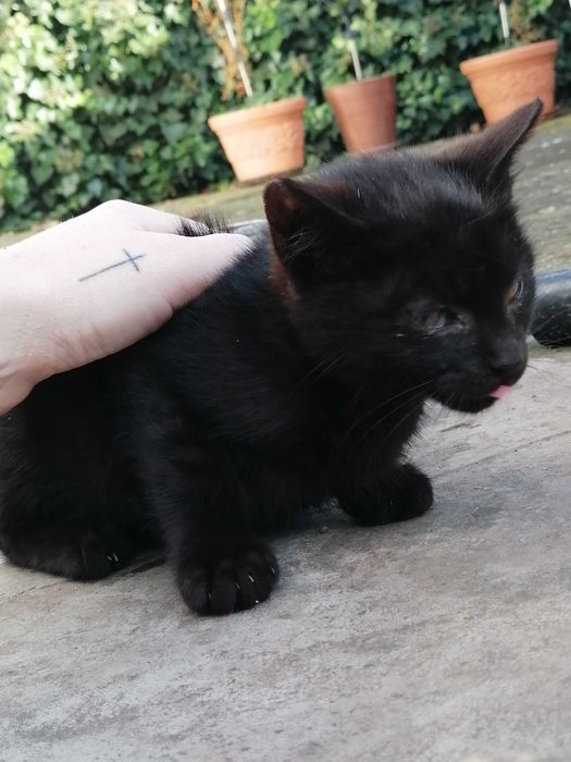 Oddam małe koty  różny wiek