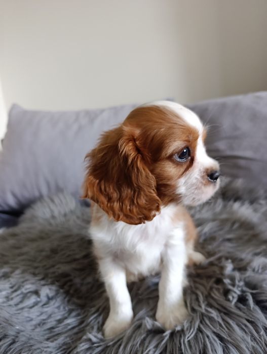 Cavalier  piesek