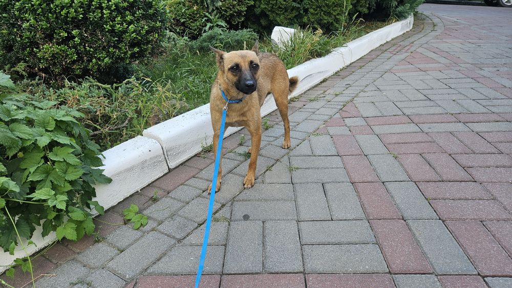 Невеличка лігідна собачка Лола шукає дім! Стерилізована!