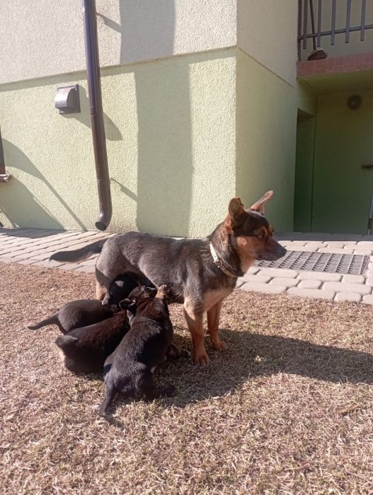 Oddam szczeniaki za darmo